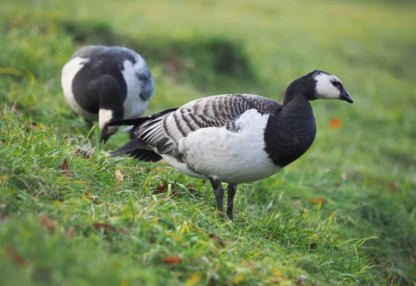 Oca Barnacle Sul Lago — Foto Stock