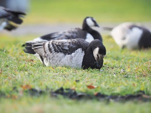 Vitkindad Gås Sjön — Stockfoto