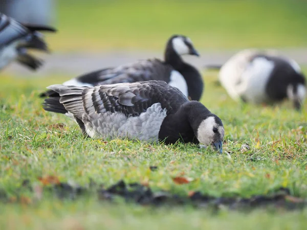 Vitkindad Gås Sjön — Stockfoto