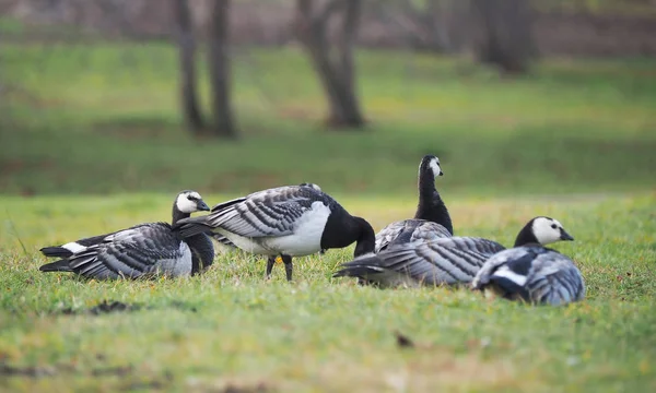 Barnacle Goose Lake — Stock Photo, Image