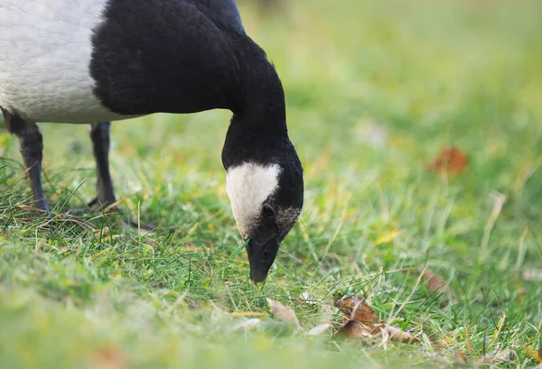 Barnacle Goose Lake — Stock Photo, Image