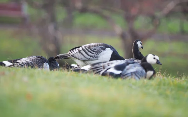 Oca Barnacle Sul Lago — Foto Stock