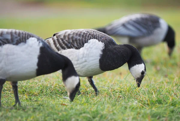 Seeteufelgans Auf Dem See — Stockfoto