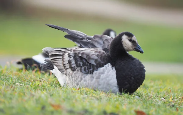 Vitkindad Gås Sjön — Stockfoto