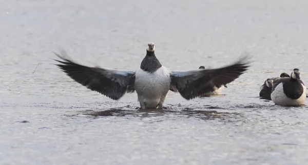 barnacle goose on the lake