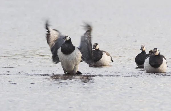 Brandgans Het Meer — Stockfoto