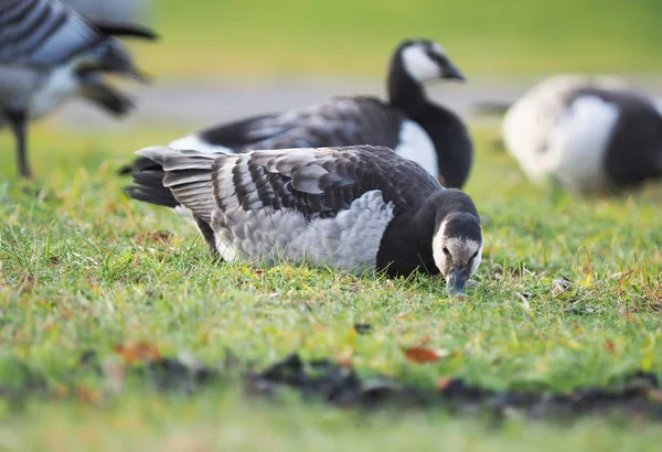 Seeteufelgans Auf Dem See — Stockfoto