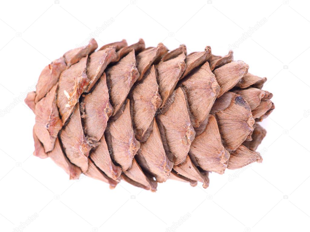 cedar cones on a white background