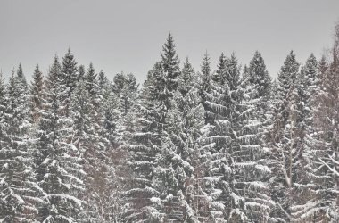 Kışın çam ormanı