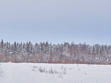 Kışın çam ormanı