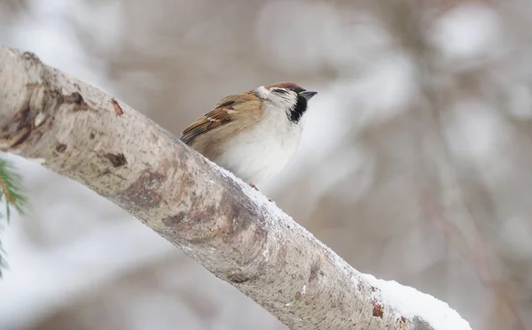 Gorrión Una Rama Invierno —  Fotos de Stock