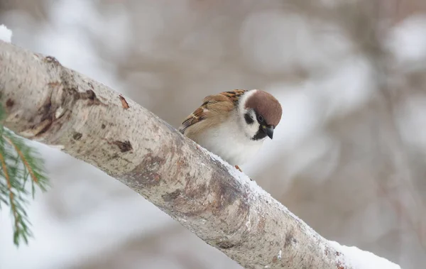 Passero Ramo Inverno — Foto Stock