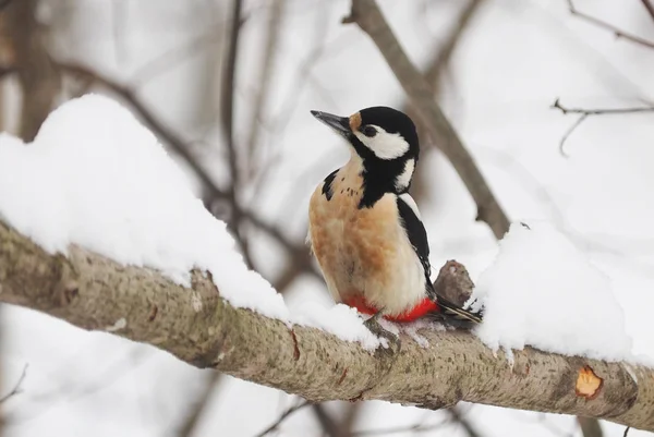 Pájaro Carpintero Una Rama Invierno —  Fotos de Stock