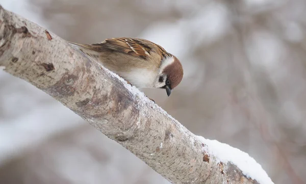 麻雀在树枝上 在冬天 — 图库照片