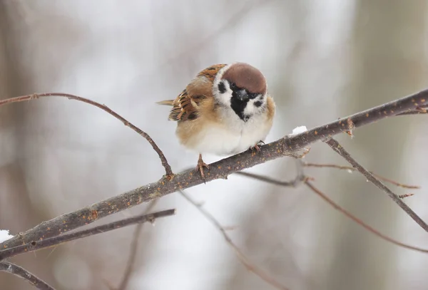 Moineau Sur Une Branche Hiver — Photo