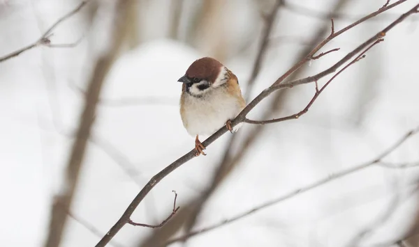 Vrabec Větvi Zimě — Stock fotografie