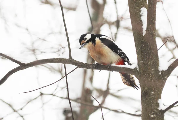 Woodpecker Branch Winter — Stock Photo, Image