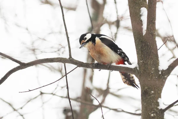 Pájaro Carpintero Una Rama Invierno —  Fotos de Stock