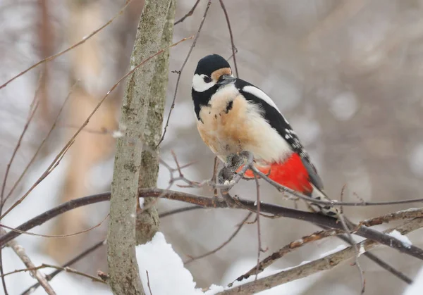 Specht Auf Einem Ast Winter — Stockfoto