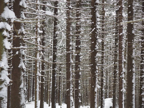 Kışın Çam Ormanı — Stok fotoğraf