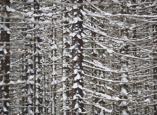 Bosque Abeto Invierno — Foto de Stock