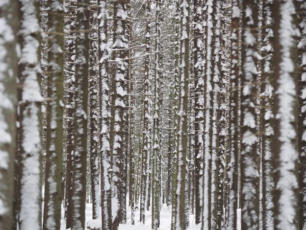 Kışın Çam Ormanı — Stok fotoğraf