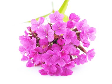 Beyaz arkaplanda pembe Türk karanfili çiçekleri