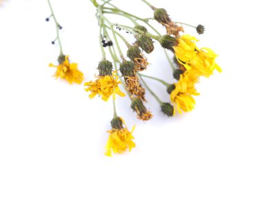 yellow bastard flower on a white background