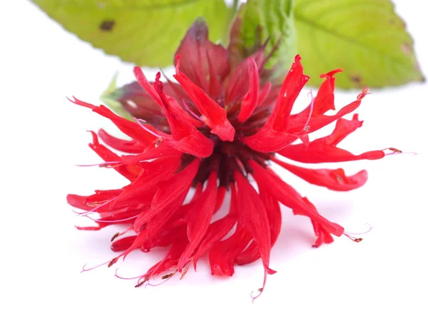 Красный бергамот цветы на белом фоне — стоковое фото