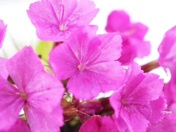 Fleurs oeillet turc rose sur un fond blanc — Photo