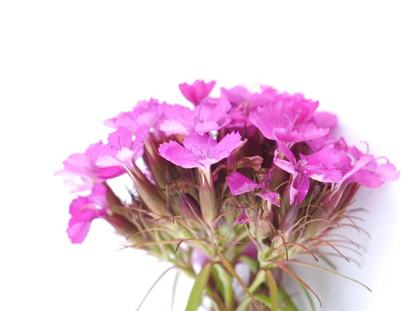 Rosa türkische Nelkenblüten auf weißem Hintergrund — Stockfoto