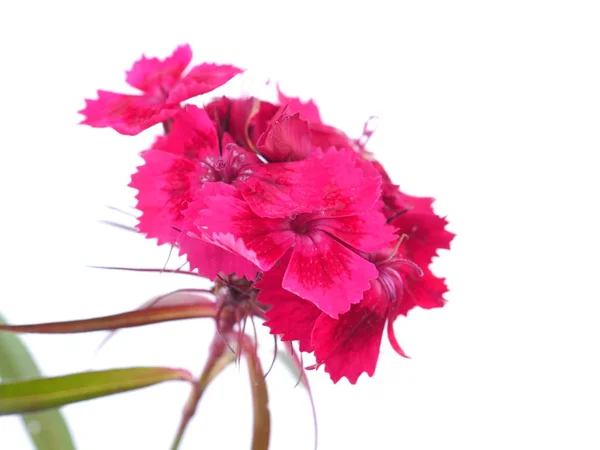 Pink Turkish carnation flowers on a white background — Stock Photo, Image