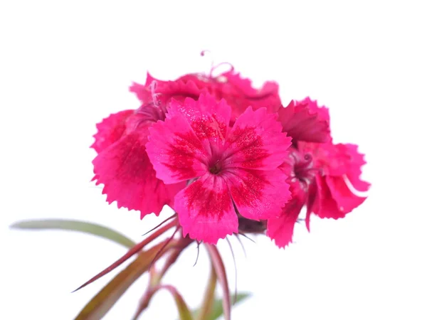 Rosa flores de clavel turco sobre un fondo blanco — Foto de Stock