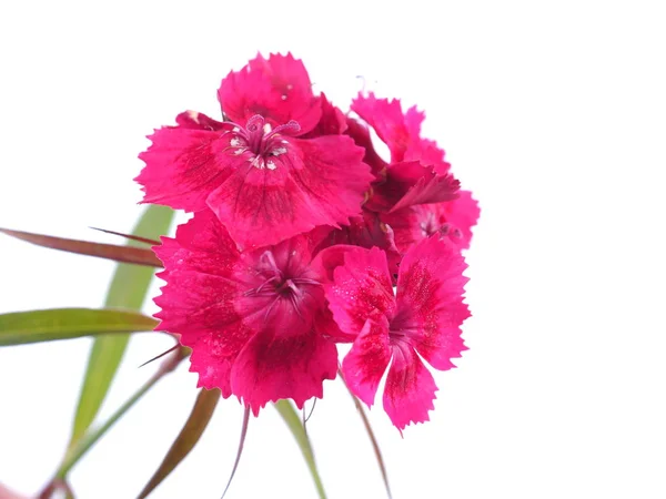 Rosa türkische Nelkenblüten auf weißem Hintergrund — Stockfoto