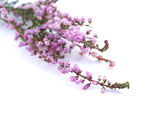 Beyaz arkaplanda pembe funda çiçekleri — Stok fotoğraf