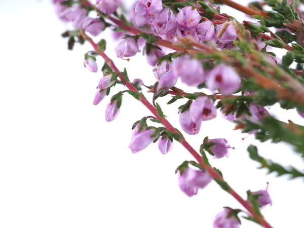 Flores de urze rosa em um fundo branco — Fotografia de Stock