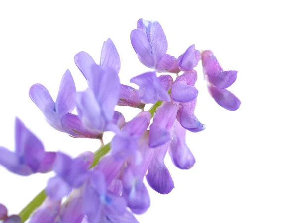 Flores de guisante de ratón azul sobre un fondo blanco — Foto de Stock