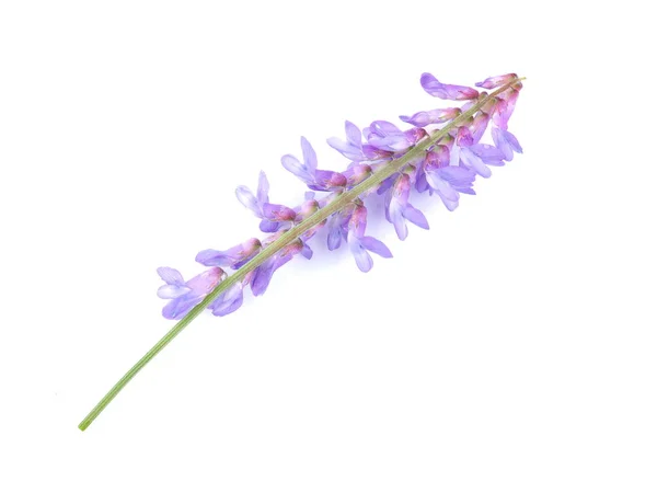 Blå mus ärta blommor på en vit bakgrund — Stockfoto