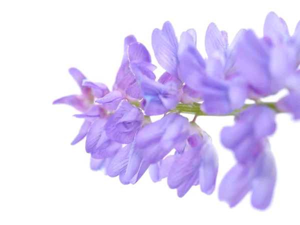 Modrá myš hrášek květiny na bílém pozadí — Stock fotografie