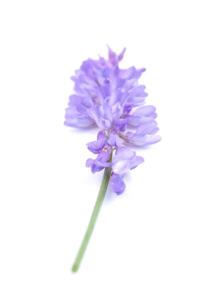 Flores de ervilha de rato azul em um fundo branco — Fotografia de Stock