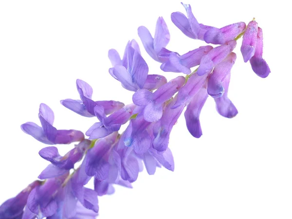 Flores de ervilha de rato azul em um fundo branco — Fotografia de Stock