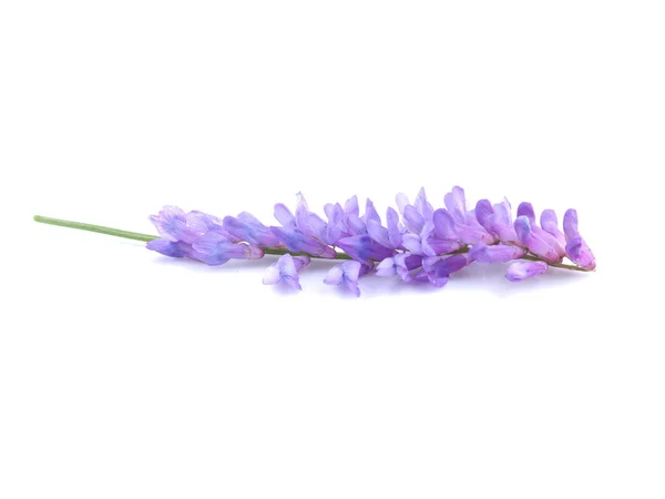 Blå mus ärta blommor på en vit bakgrund — Stockfoto