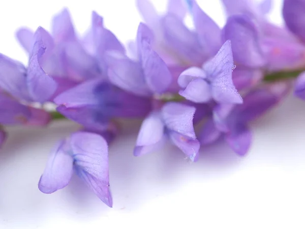 Flores de guisante de ratón azul sobre un fondo blanco — Foto de Stock