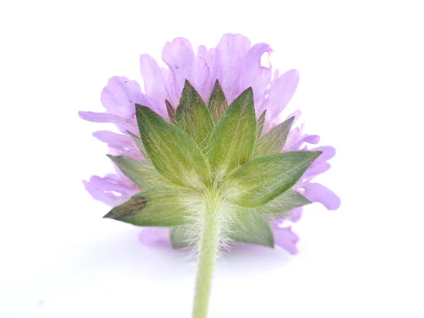 Fleur rose d'un bâtard sur fond blanc — Photo