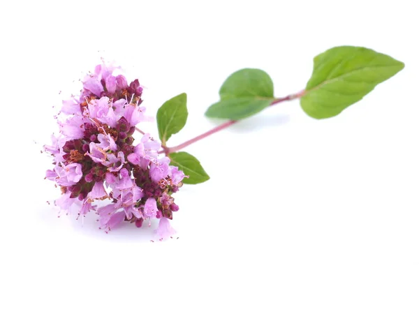 Flor de orégano rosa sobre um fundo branco — Fotografia de Stock