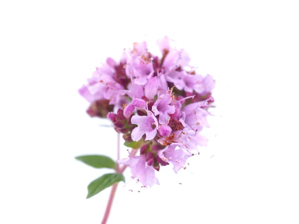 Розовый цветок орегано на белом фоне — стоковое фото