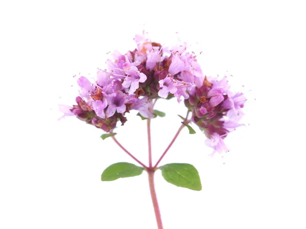 Flor de orégano rosa sobre un fondo blanco —  Fotos de Stock