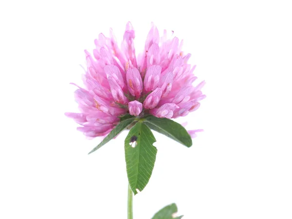 Flor de trébol rosa sobre fondo blanco —  Fotos de Stock