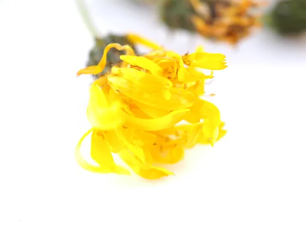 Yellow bastard flower on a white background — Stok fotoğraf