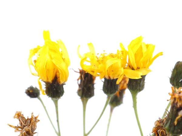 Yellow bastard flower on a white background — Stock Photo, Image